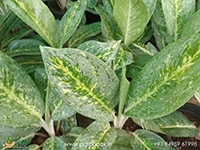 aglaonema-green-white-spotted
