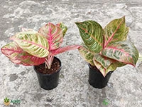 aglaonema-hughes