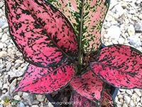 aglaonema-kumkoon