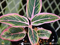 Aglaonema-Lotus-Delight6