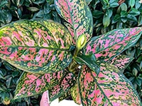 aglaonema-pink-dalmatian