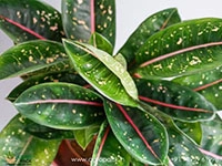 aglaonema-pink-moon