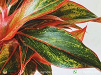 Aglaonema-Red-Gold2
