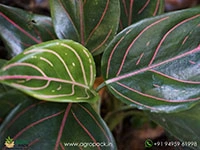 aglaonema-red-vein