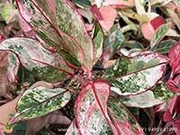 aglaonema-siam-aurora-variegated