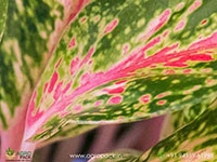 aglaonema-sparkling-sarah
