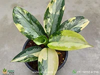 Aglaonema-suvarnabhumi-Variegated4