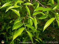 Akil3