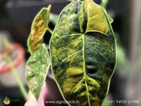alocasia-azlanii-variegated