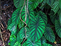 alocasia-baginda-green-shield