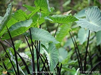 alocasia-black-stem-elephant-ear