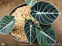 alocasia-black-velvet