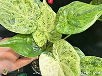 alocasia-cucullata-mint