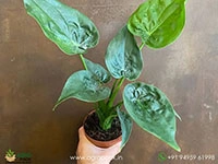 alocasia-cucullata