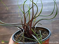 alocasia-flying-squid