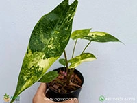 alocasia-longiloba-variegated