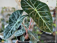 alocasia-lowii-pink-princess