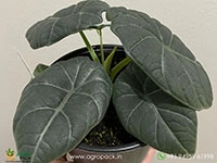 alocasia-maharani-grey-dragon