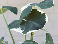 alocasia-mickey-mouse