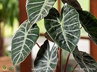 Alocasia-Pink-Dragon6