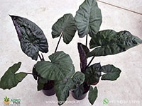 alocasia-plumbea