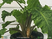 alocasia-portadora-low-rider