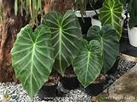 alocasia-remusatia