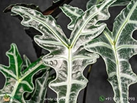 alocasia-sanderiana