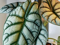 alocasia-silver-dragon