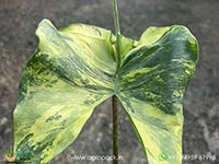 alocasia-stingray-aurea-variegated