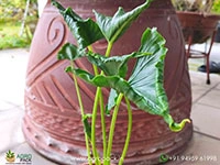 alocasia-triangularis