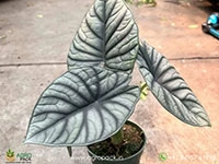 alocasia-nebula
