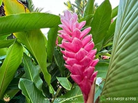 alpinia-pink-ginger