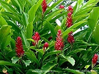 alpinia-red-ginger