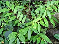 Alppam1