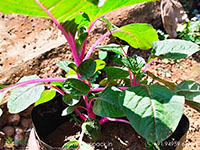 Amaranthus-Pink-Beauty-Sundari1