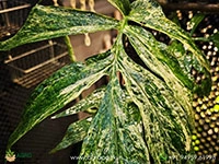 Amydrium-zippelianum-variegated5