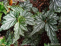 angel-wing-begonia
