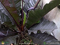 anthurium-black-dragon