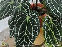 anthurium-crystallinum-dark-narrow