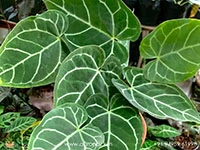 anthurium-crystallinum-miniature