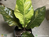 Anthurium-Hookeri-Variegata1