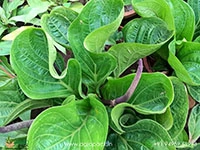 Anthurium-Jenmani-Cobra1