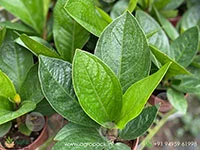 Anthurium-Jenmanii6