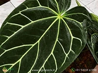 anthurium-magnificum-x-kos