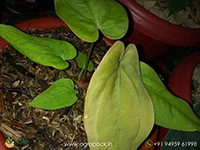 anthurium-papillilaminum-golden