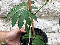 anthurium-polystichum