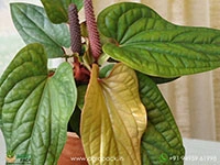 anthurium-radicans-×-luxurians