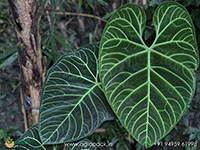 Anthurium-Regale3