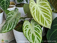 anthurium-silver-blush